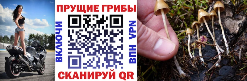 купить наркоту  Абинск  Псилоцибиновые грибы мухоморы 